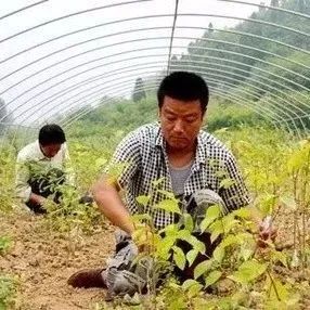 和上市企业相比,小苗企、苗农最缺啥?