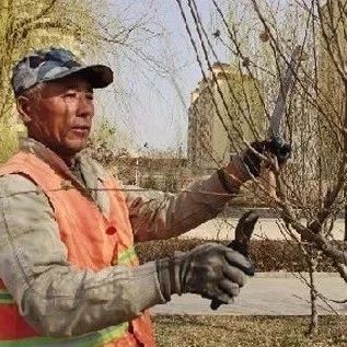 如何通过修剪,提高苗木的价值