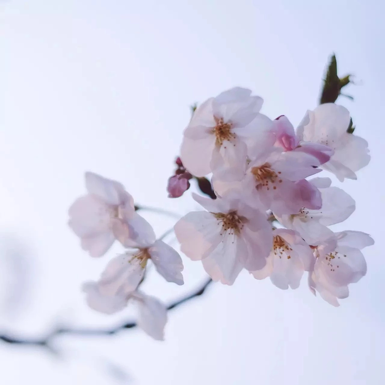 学术|诸大建:PPP研究有体系