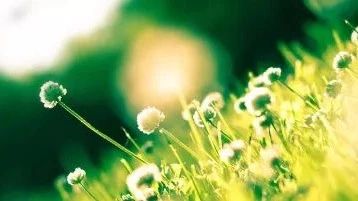 发展趋势|未来苗木行业的主流方向