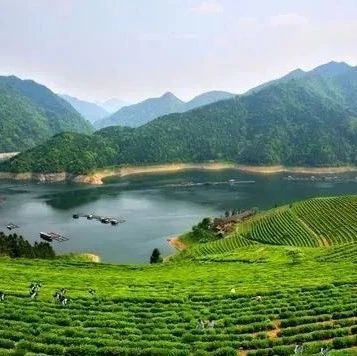 茶叶田园综合体建设中的茶文化弘扬与传承!