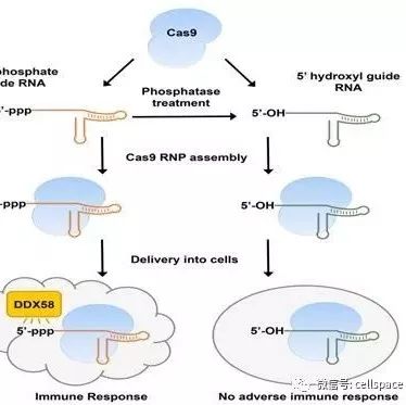 GenomeRes:当心!体外转录的CRISPRRNA会触发免疫反应