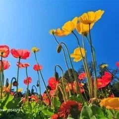 结束“百花齐放”的PPP模式