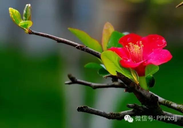 PPP污水处理厂上篇:污水处理厂应用PPP模式的难点及解决方案