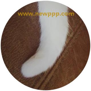 ATKD-082