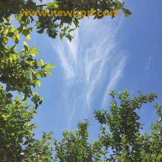 BKNK-003