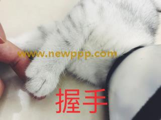 BWA-004
