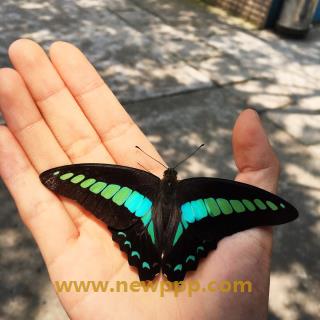BZ-021