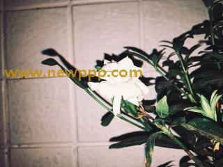 CBD-026