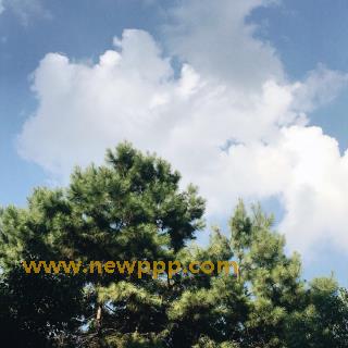 CJW-004