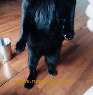 DAN-003