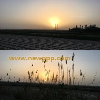 DDB-019