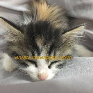 DEJU-052