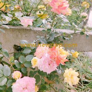 DMTC-002