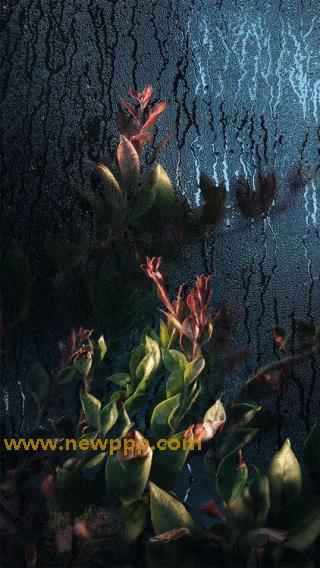 DSPE-006
