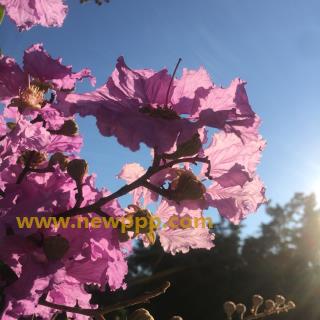 GVPX-001