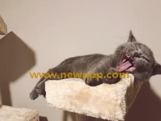 HHK-063