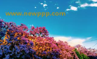 IBW-041