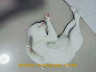 ICD-029