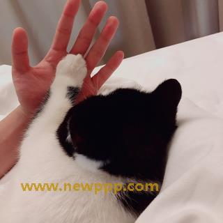 JFYG-026