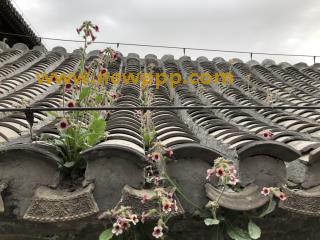 LNY-002