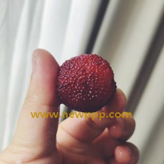 LYV-004