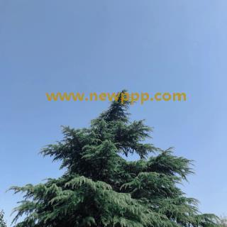 MDX-090