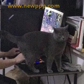MIBD-297