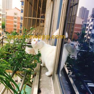 MRS-001