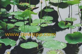 NAGE-004