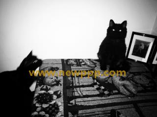NFDM-088