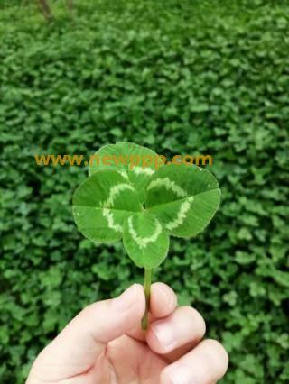 NJEL-003