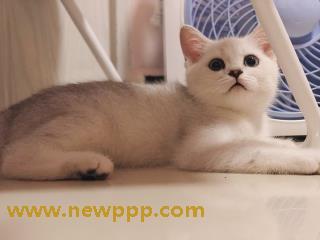OMC-012