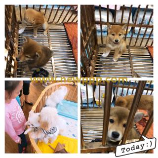 OPRD-007