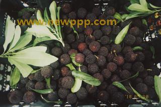 PST-006D