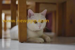 PURE-012