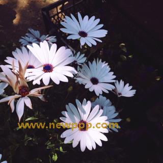 RNADE-278