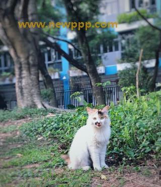SAPO-002