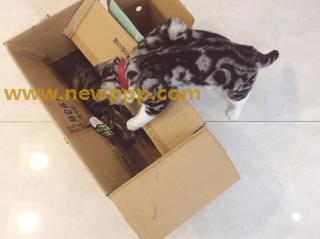 SBM-028