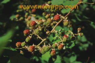SBO-004