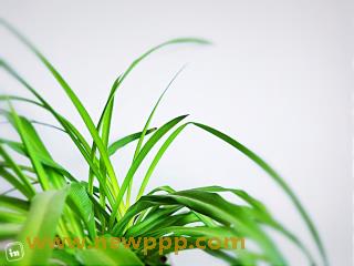 SDMS-024