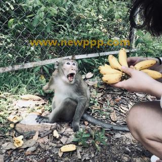 SIMG-054
