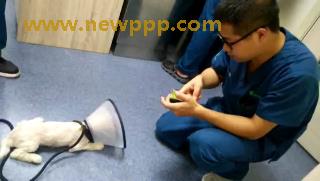 SKSS-081