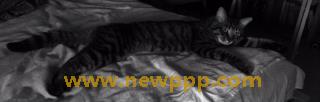 SNWD-032
