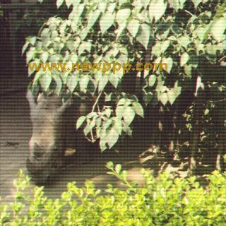 TARD-013