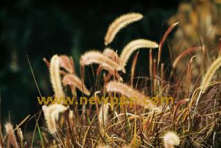 URAD-051
