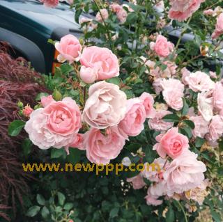 VIPR-072