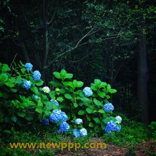 VRPDS-003