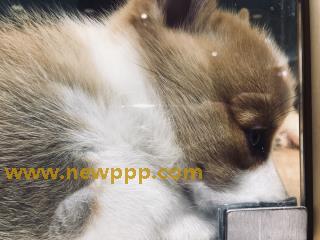 WSP-043
